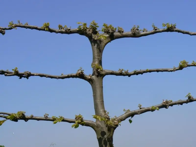 Wanneer leilinde snoeien Optimale tijd voor snoeien van leilinde vastgesteld