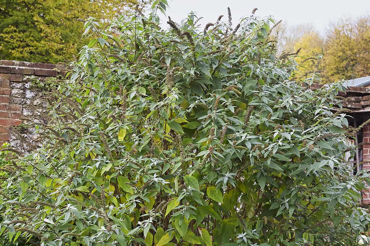 Nazorg en snoei van vlinderstruik in herfstperiode