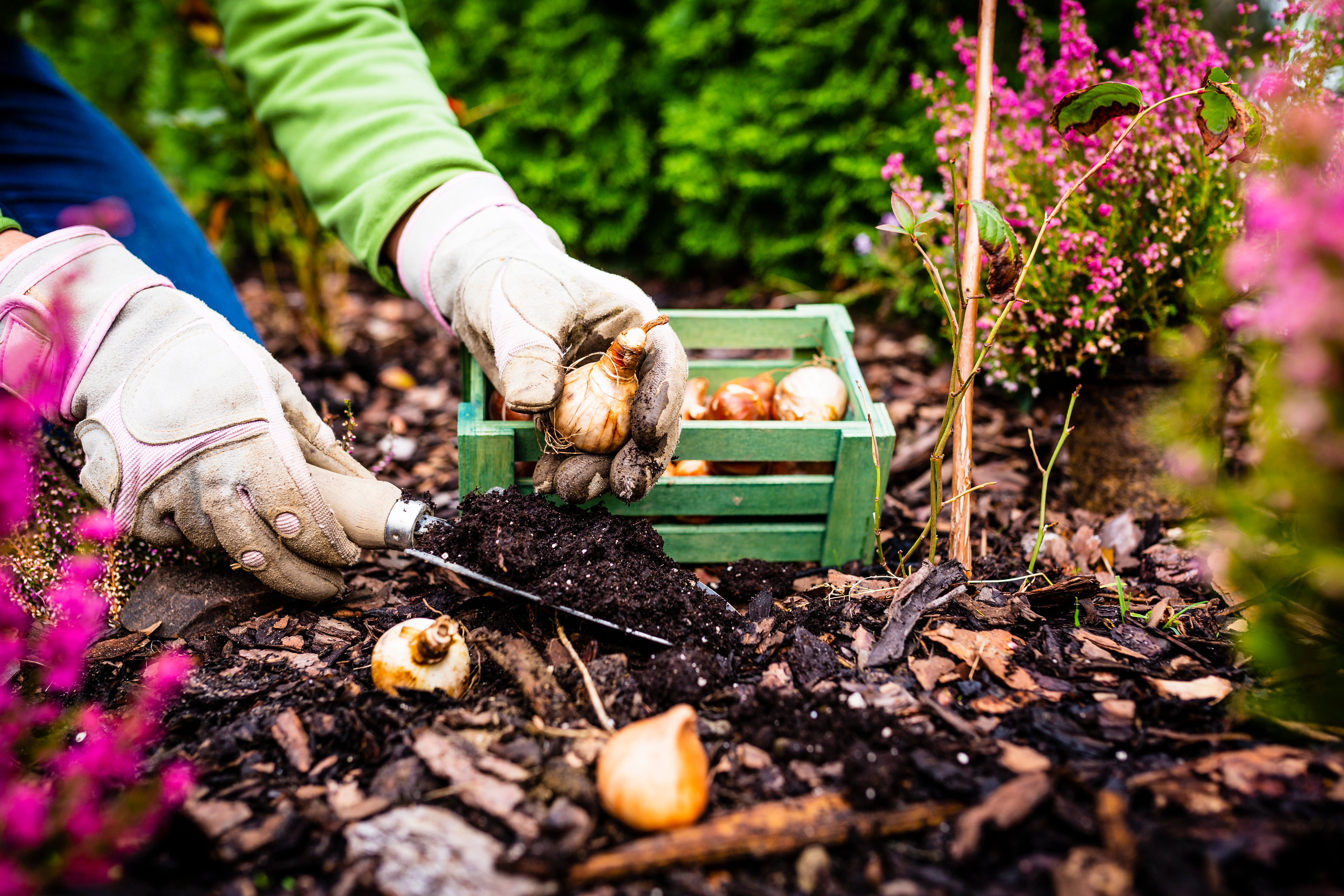 Wanneer bloembollen planten juiste periode bepaalt bloeiresultaat