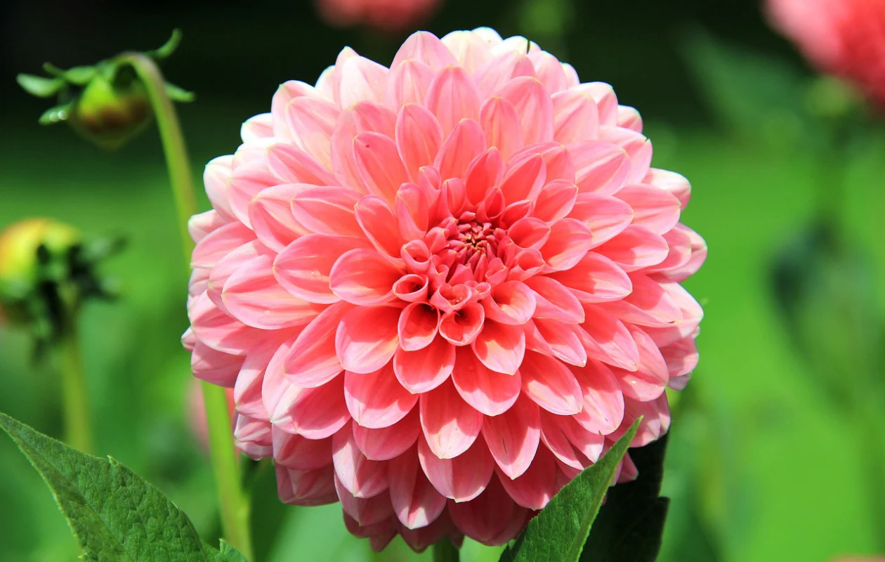 Wanneer dahlia planten: juiste periode en voorwaarden voor sterke bloei (December 2025)