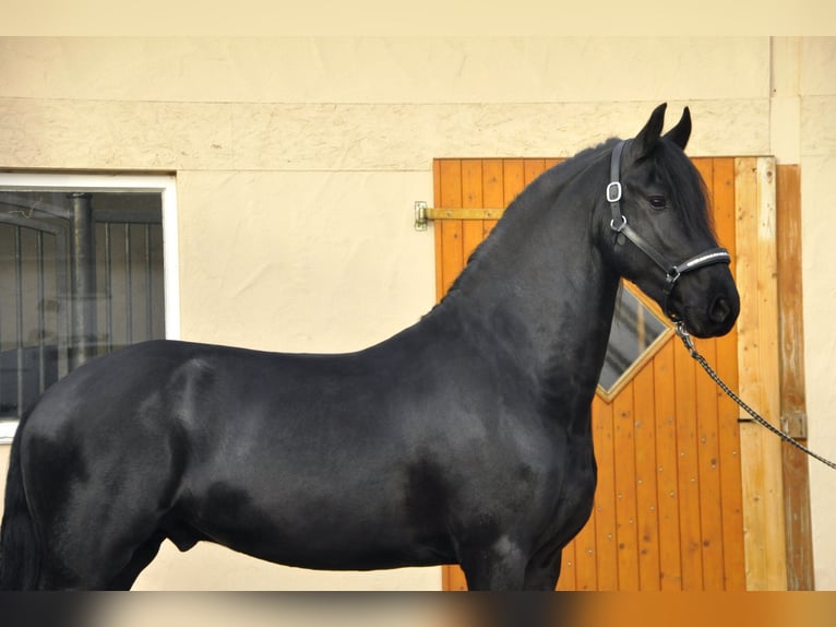 Zwart paard 4 letters blijft populaire zoekopdracht