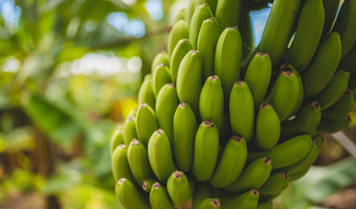 Waarom zijn bananen krom? Dit is de echte reden
