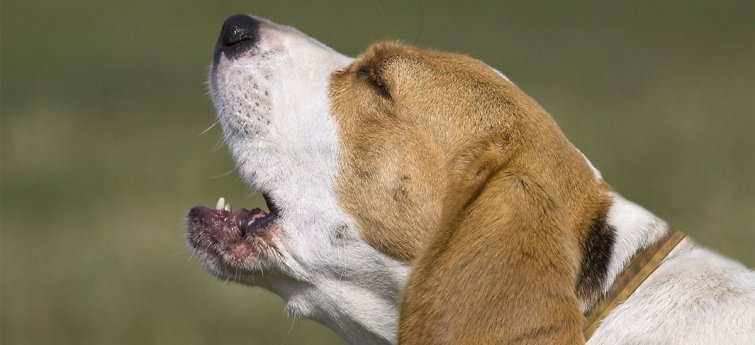 Waarom huilen honden? Betekenis, oorzaken en wat je kunt doen