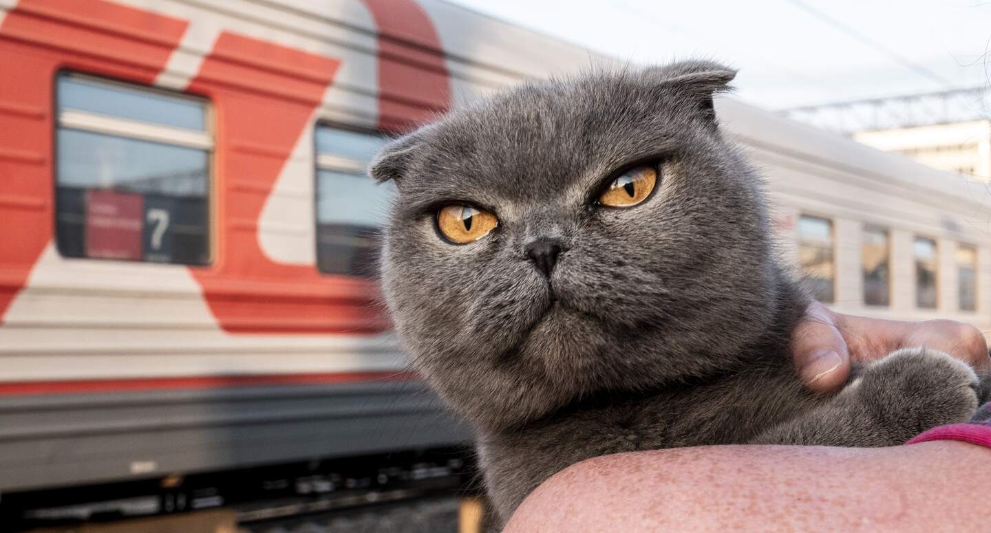 Vouwoorkat: wat is het en waarom zoeken mensen hiernaar?