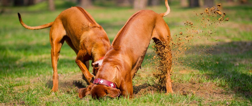 Waarom eten honden poep? Oorzaken en wat je eraan kunt doen
