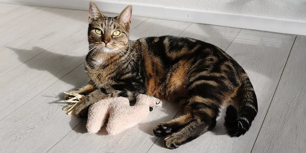 Waarom trappelen katten? Dit betekent het gedrag en daarom doen ze het