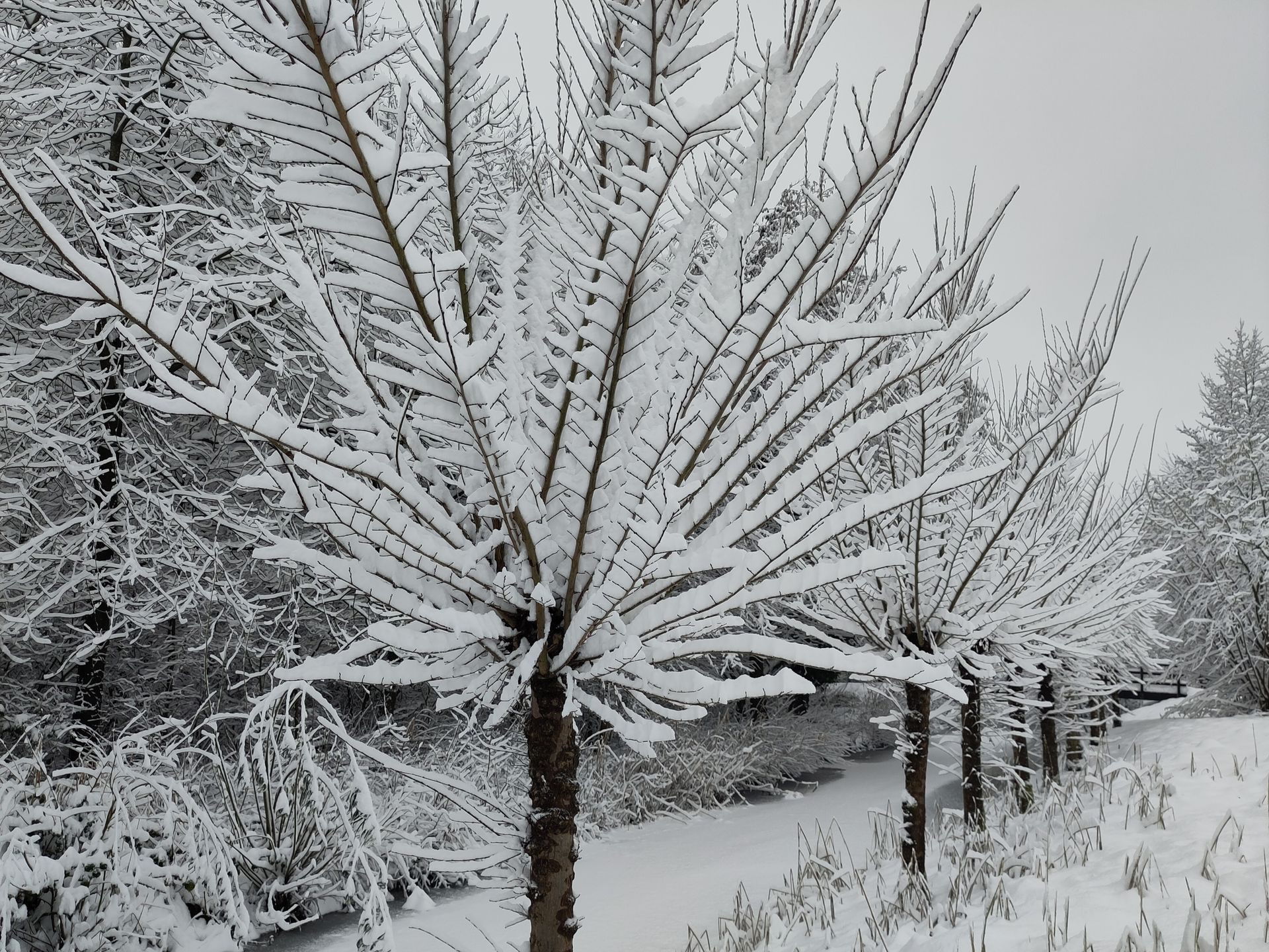 Weercode donderdag 8 januari 2026 Zo ervaren Nederlanders het winterweer