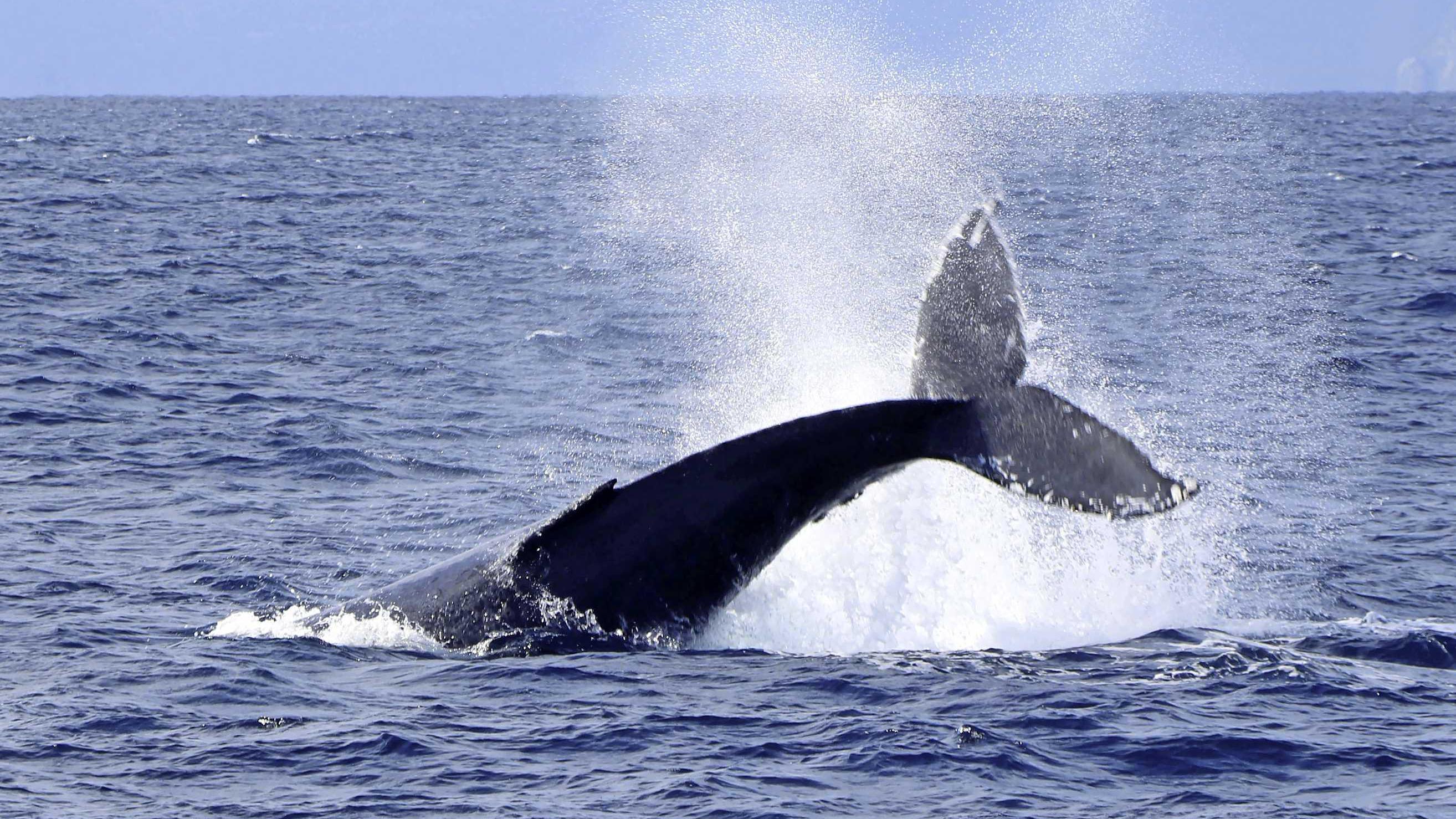 Bultrug IJmuiden, Zeldzame Walvis voor de Nederlandse Kust