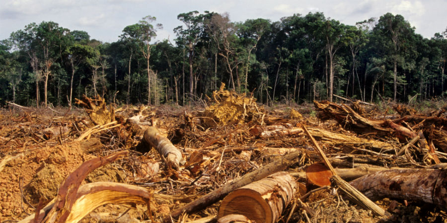 Hoe draagt het kappen van bossen bij aan klimaatverandering?
