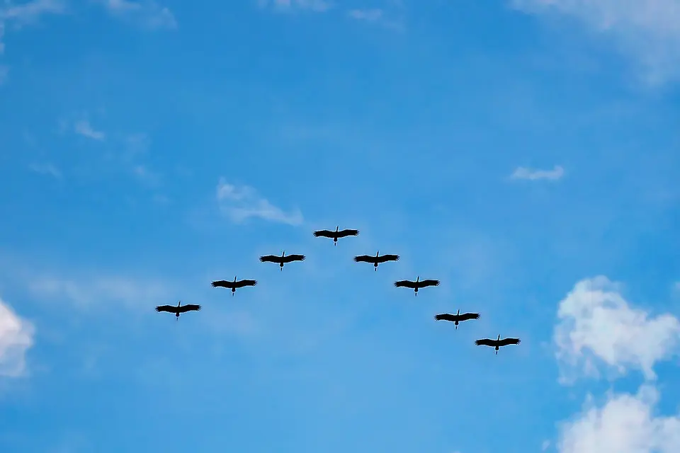 Waarom Vliegen Vogels in een V‑formatie?