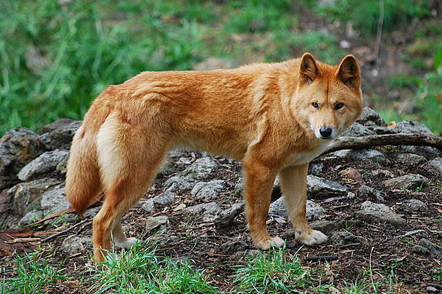 Wat is een dingo? Herkomst, leefgebied en kenmerken