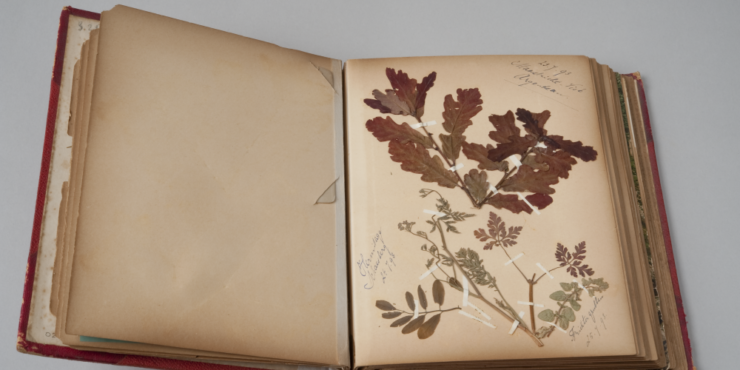 in welk instituut bewaart men gedroogde planten (9) letters - 2026