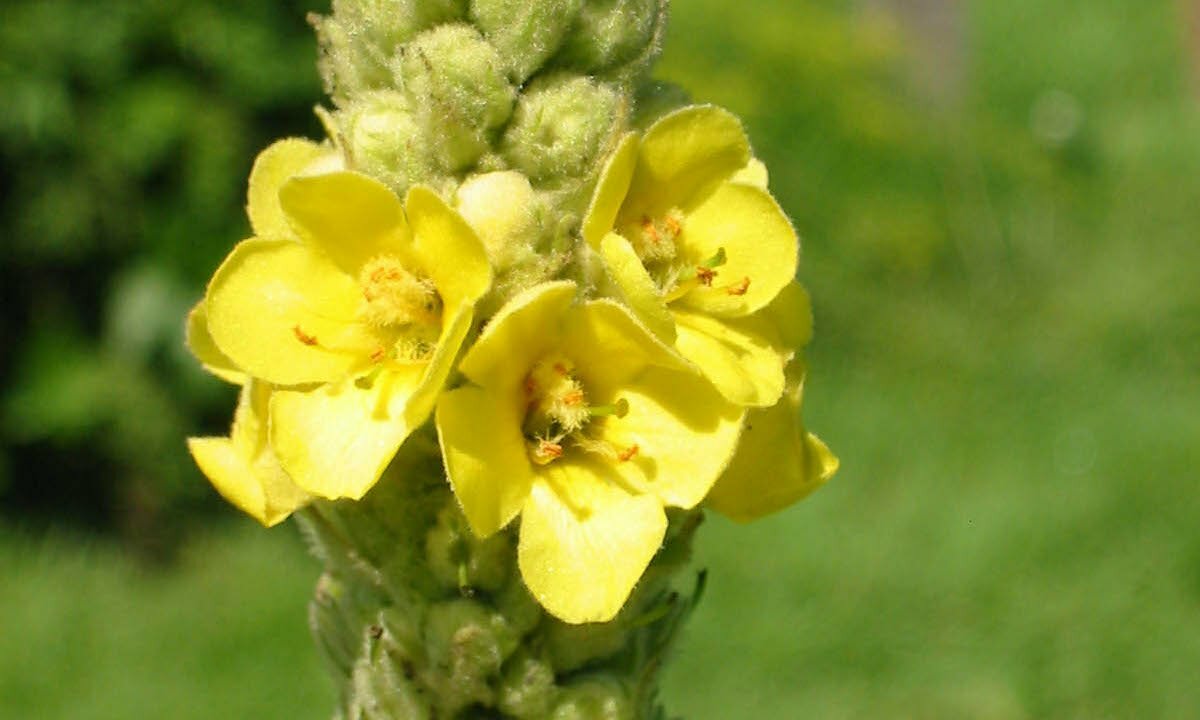 Mullein leaf in het Nederlands