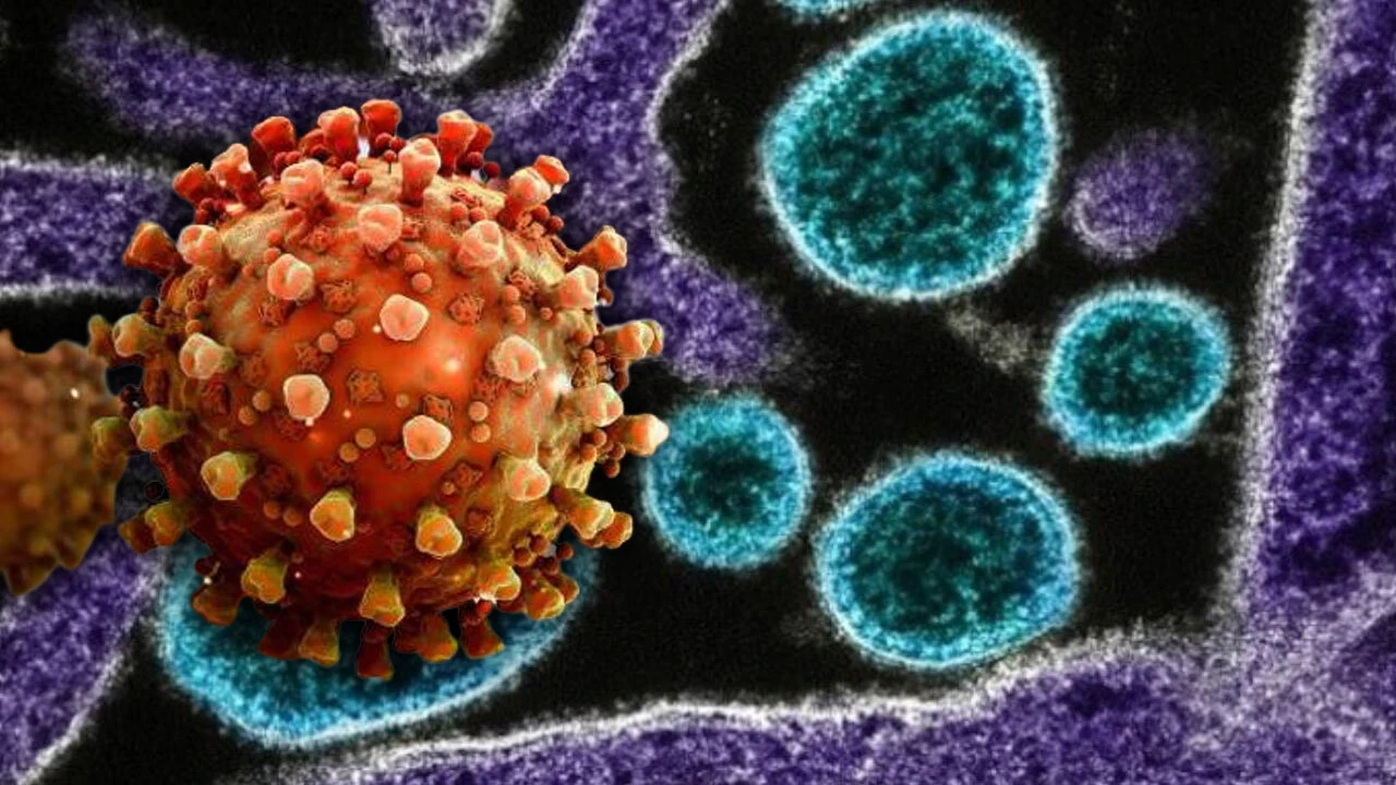 Nipah-virus India 2026 symptomen en risicogebieden