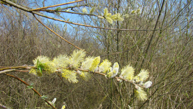 Boom met onvolledige katjes: herkenning en verzorging