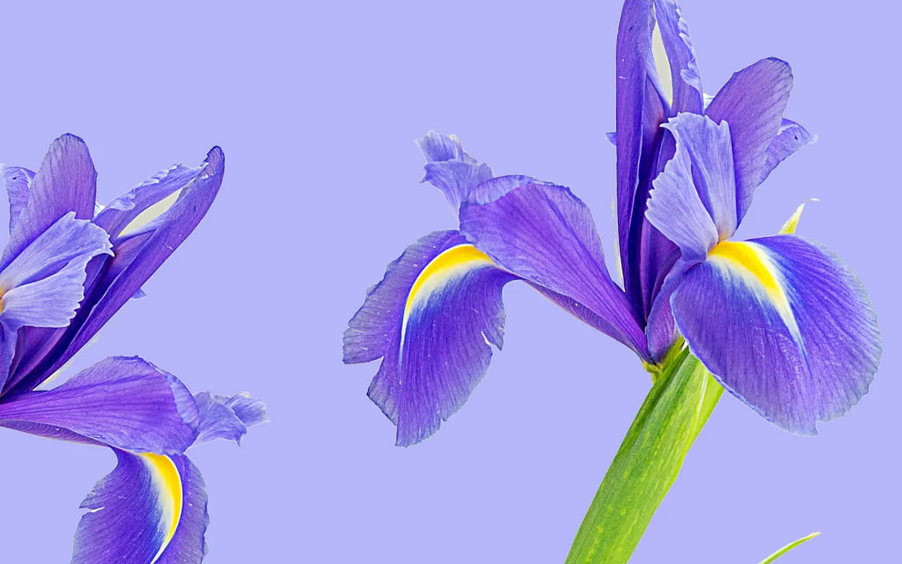 Geboortebloem februari betekenis en symboliek