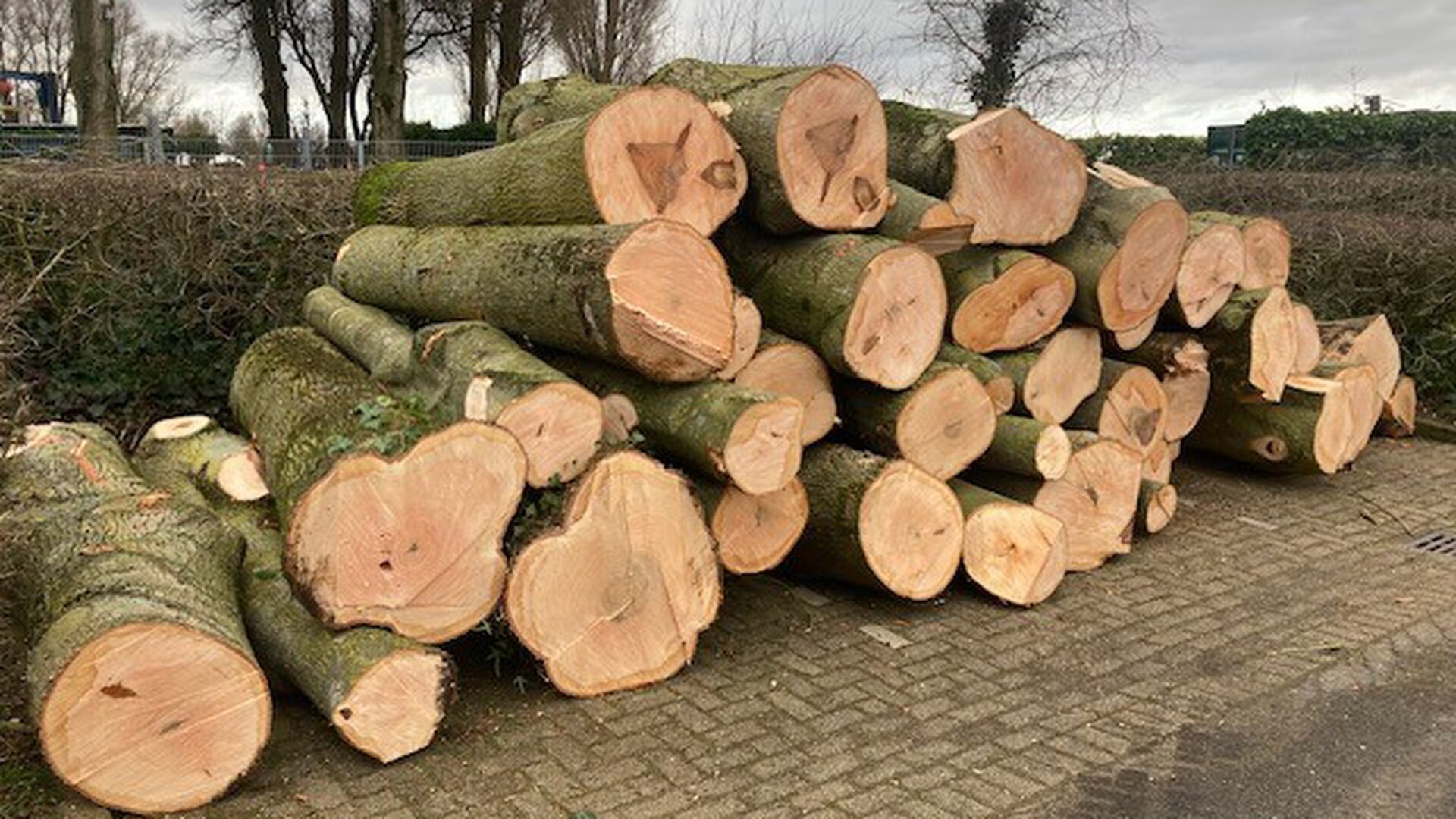 Tijdelijke stop kap bomen voor onderhoud en veiligheid