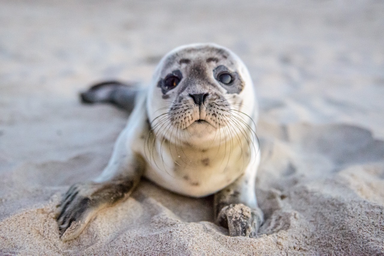 Hoe heet een jonge zeehond zonder moeder?