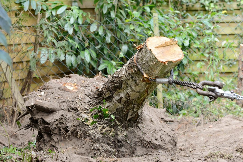 Boomvragen en taalpuzzels wat betekent “vraag naar de boom die ze eruit trekken”?