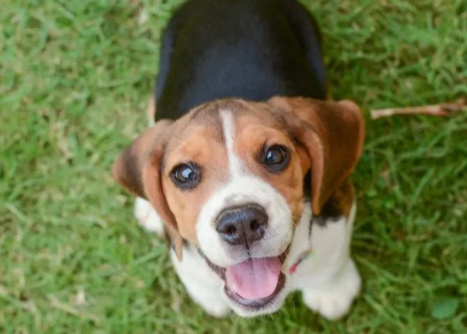 Snoopy hondenras – van welk ras is Snoopy?