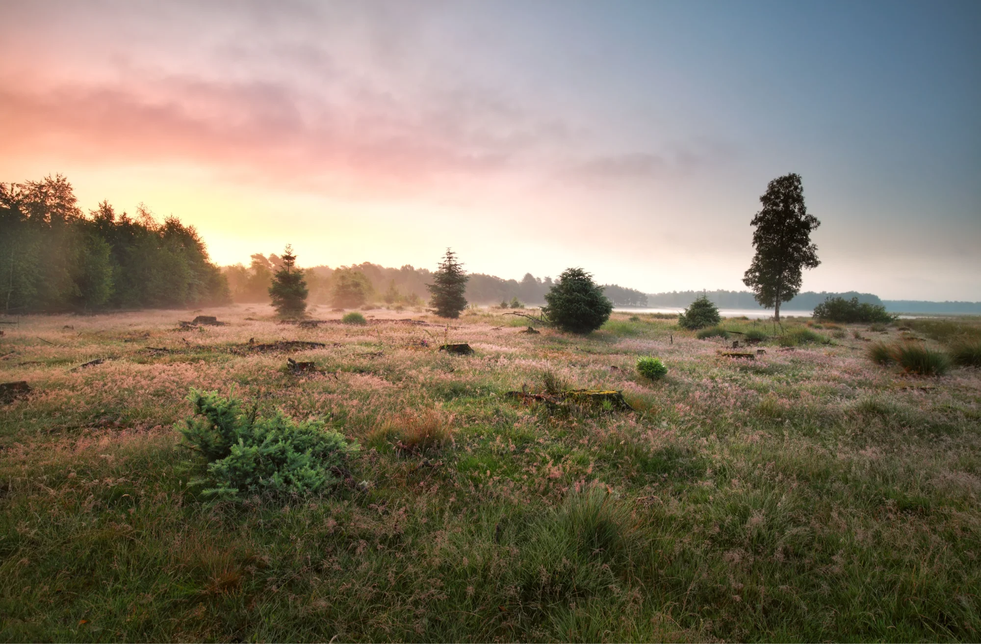 Nationaal Park Dwingelderveld in Drenthe ‑ 14 letters