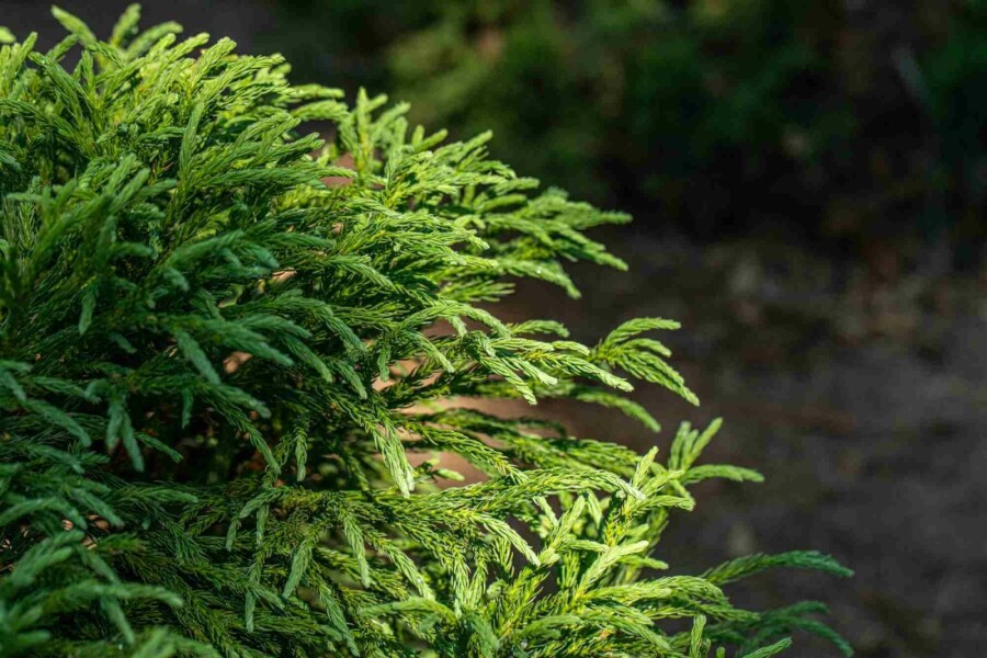 Japanse ceder boom, wat voor soort boom is het