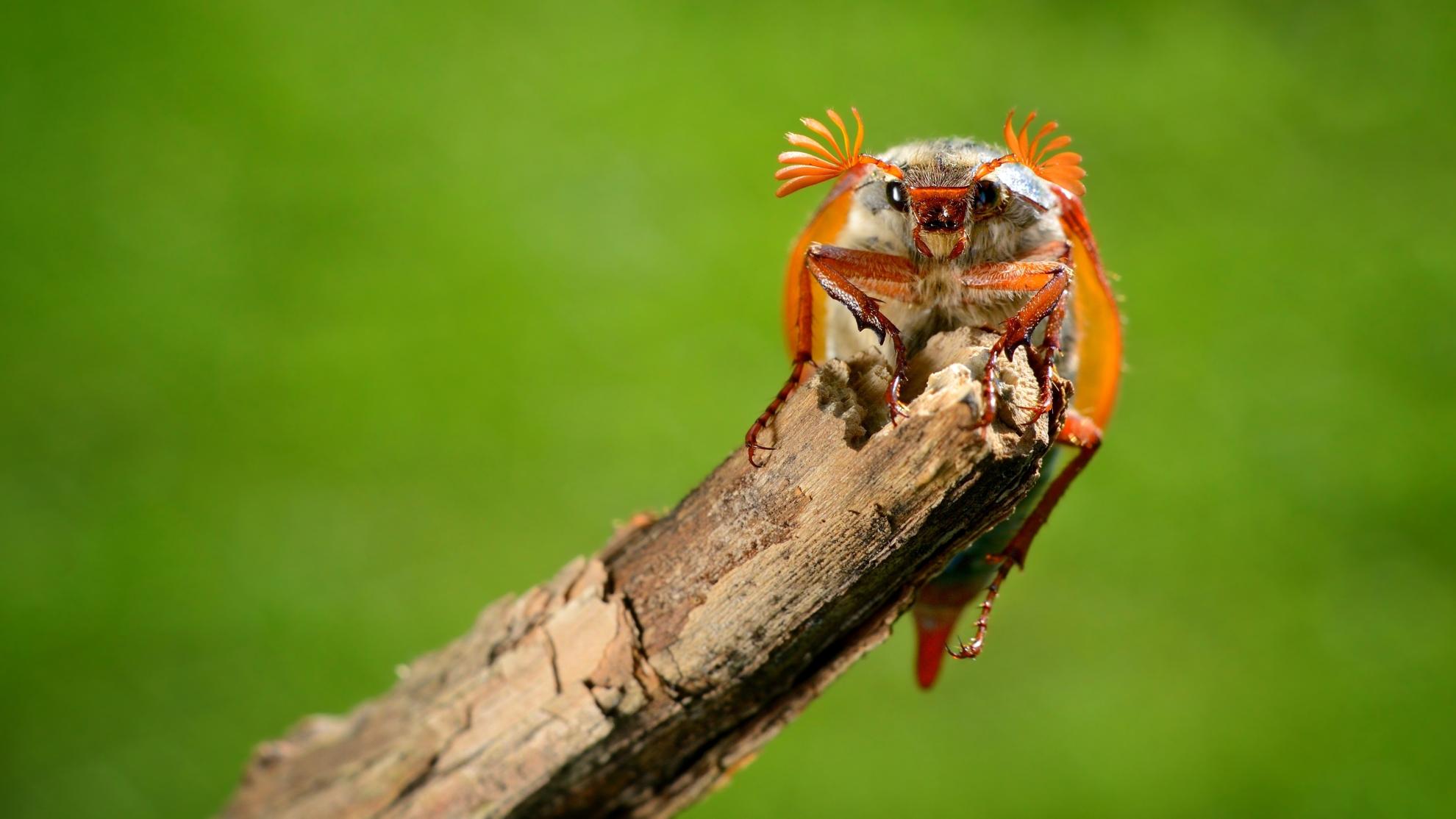 Anderen steunen om insecten te vangen – cryptogram (WEB)