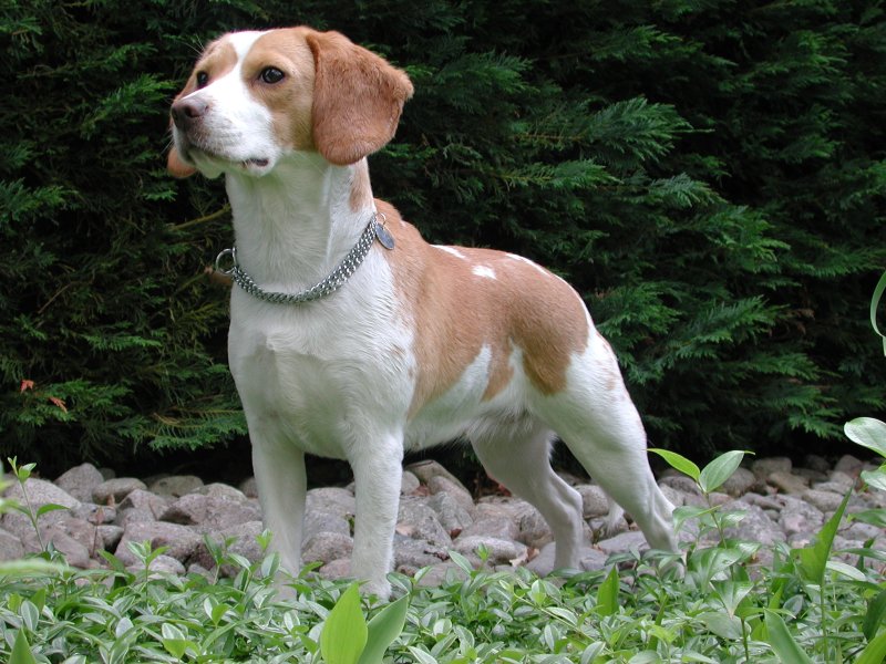 Wat is de Nederlandse benaming van een beagle?