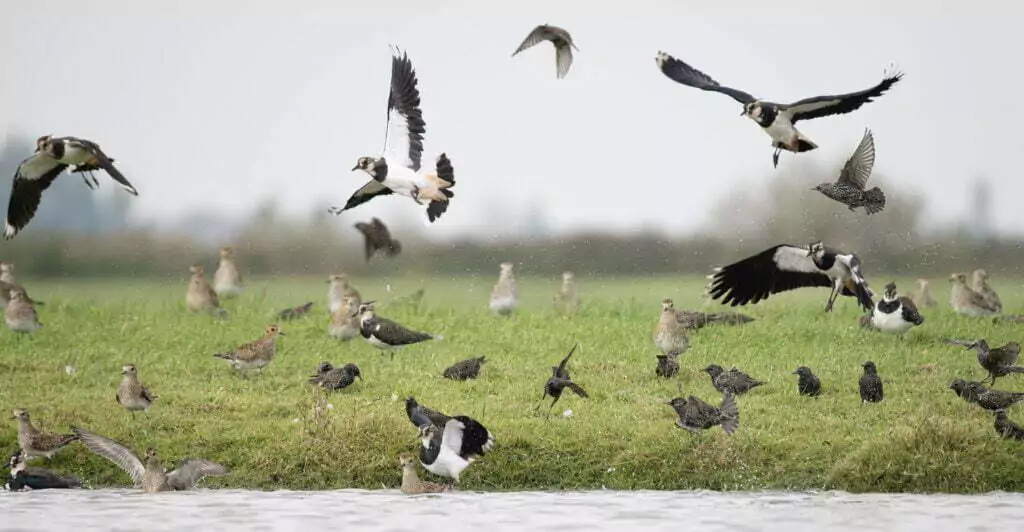 Vogel die behoort tot de plevierenfamilie