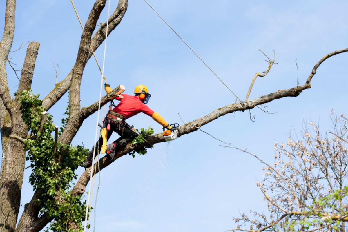 Deze Boom Dankt Zijn Naam Aan Zijn Snoeivorm