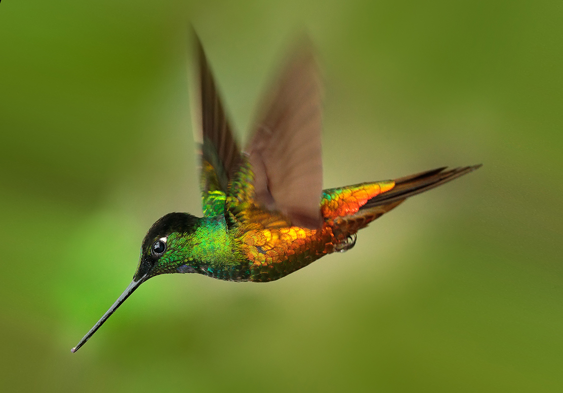 Dit is de Kleinste Vogel ter Wereld 12 Letters