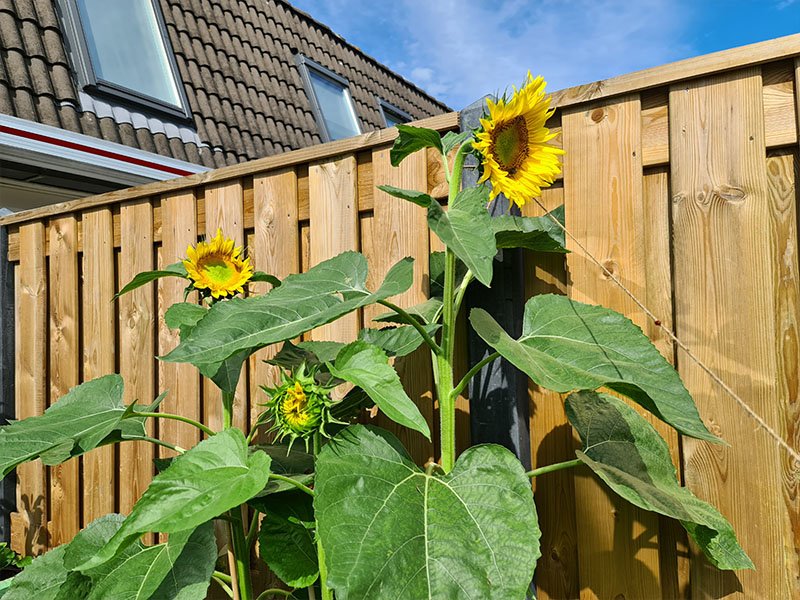 Wanneer Zonnebloemen Zaaien In De Tuin