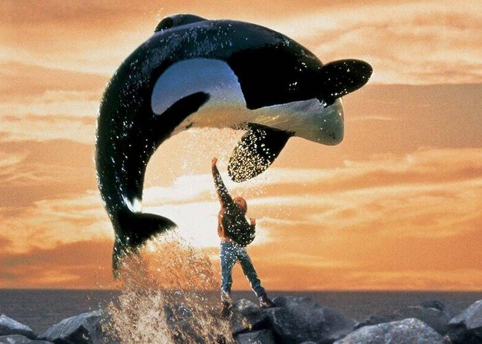 Welk Dier Speelt De Hoofdrol In The Free Willy Films Orka