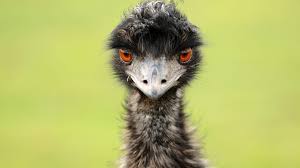 Nationale vogel Australië: de Emu als symbool van Down Under