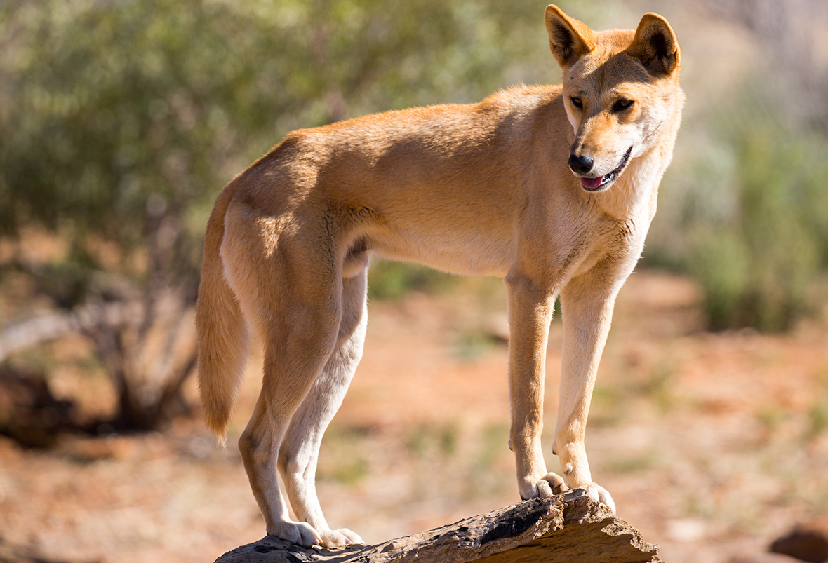 Wat is een dingo voor dier: uitleg over de Australische wilde hond