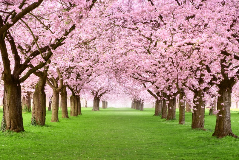 Wanneer Begint De Lente 2026 Datum Van De Astronomische Lente